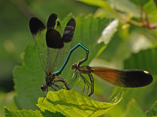 Mated pair
19 June 2014 WI, Rusk Co.